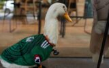 A Duck Named Merlin Is Mexico’s Unlikeliest World Cup Hero — and He’s Selling Bottled Water