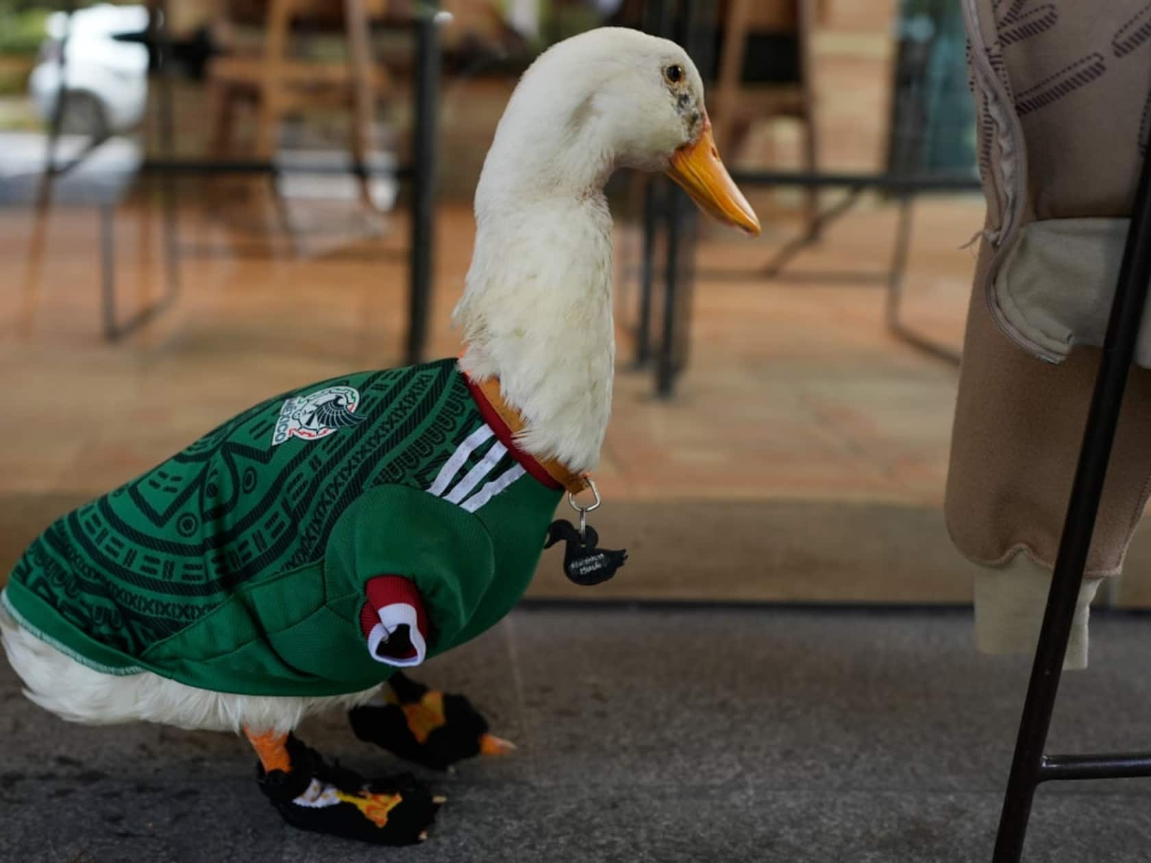 A Duck Named Merlin Is Mexico’s Unlikeliest World Cup Hero — and He’s Selling Bottled Water