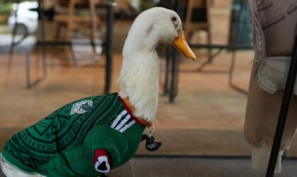 A Duck in a Mexico Jersey Just Became the World Cup’s First Viral Star